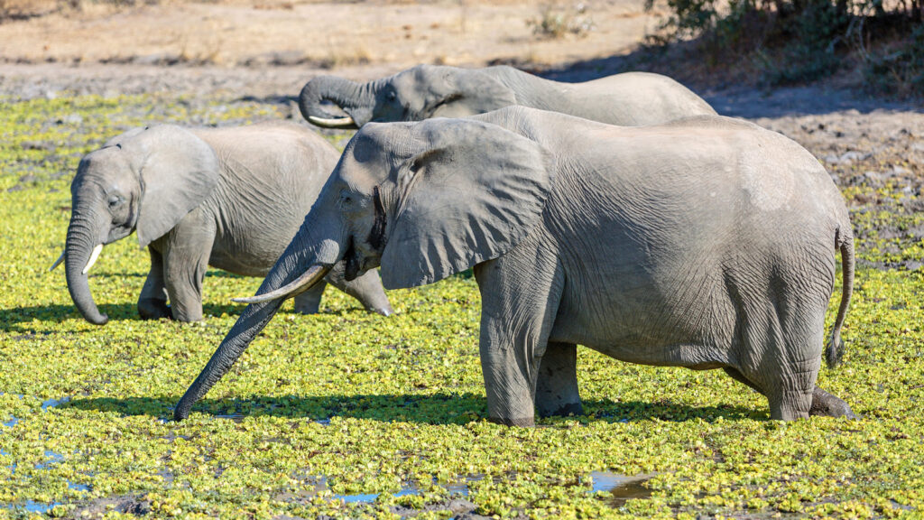 Von Sansibar zum Kruger Campingreise traveljunkies