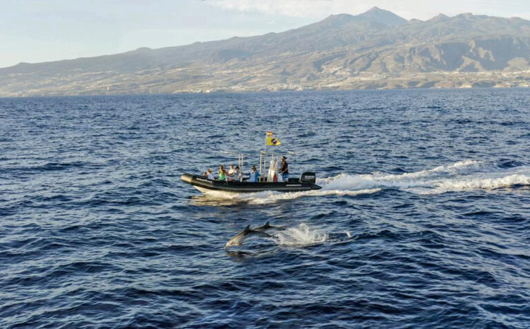 Mit dem Boot auf Delfinbeobachtungstour