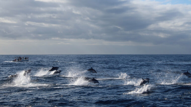 Delfin- und Walforschungsprojekt auf Teneriffa