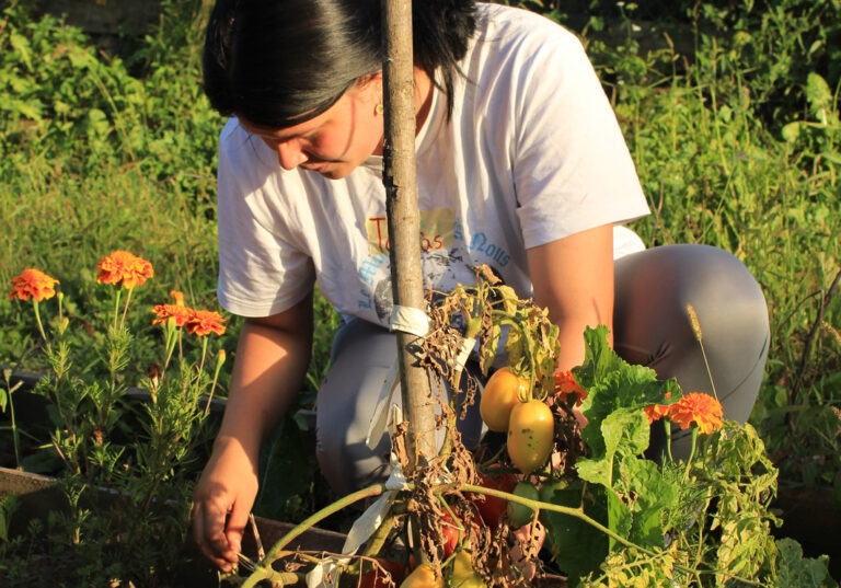 Leckere Tomaten