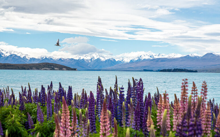 Wunderschöner Lake Tekapo