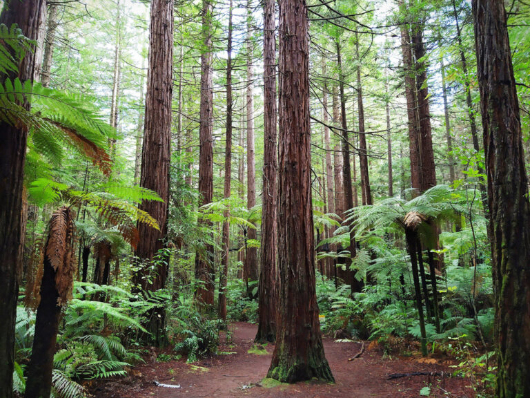 Faszinierender Redwood Forest