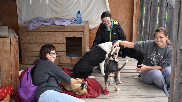 Freiwilligenarbeit in Rumänien mit Hunden