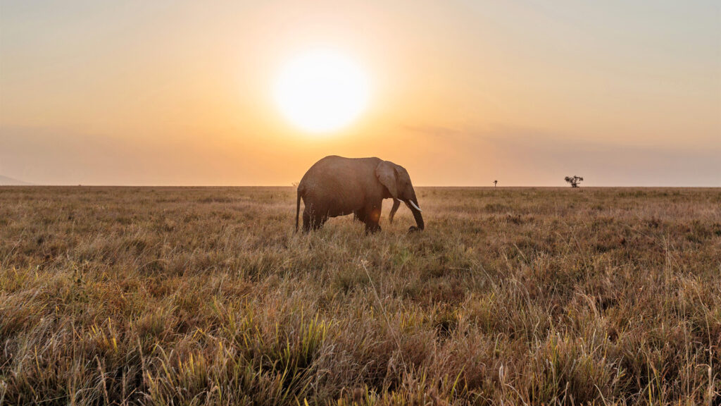 Die Highlights von Ostafrika traveljunkies