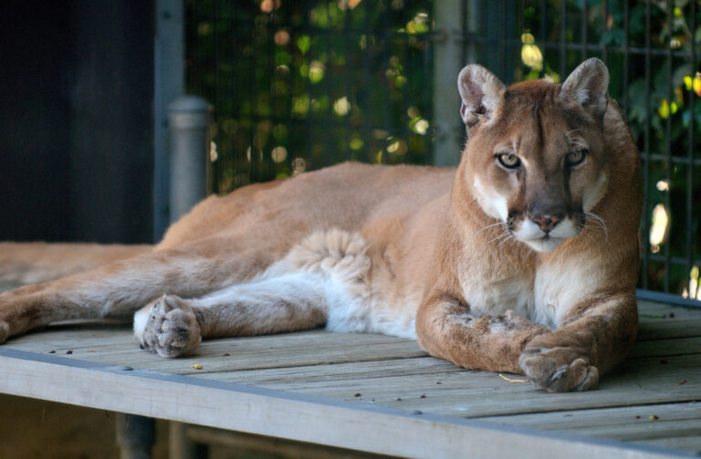 Anmutiger Puma