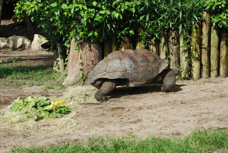 Riesenschildkröte