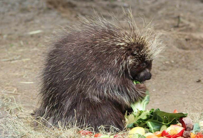 Drolliges Stachelschwein