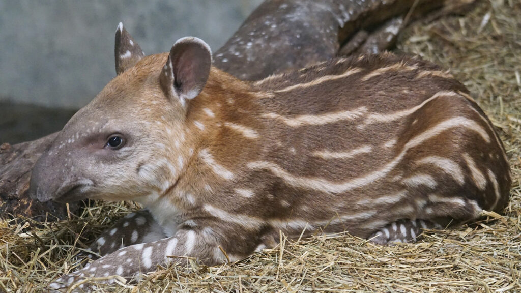 Freiwilligenarbeit im alternativen Zoo-Projekt in Ecuador traveljunkies