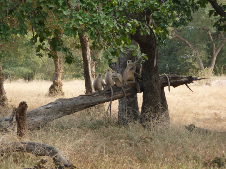 Affen im Ranthambore Nationalpark