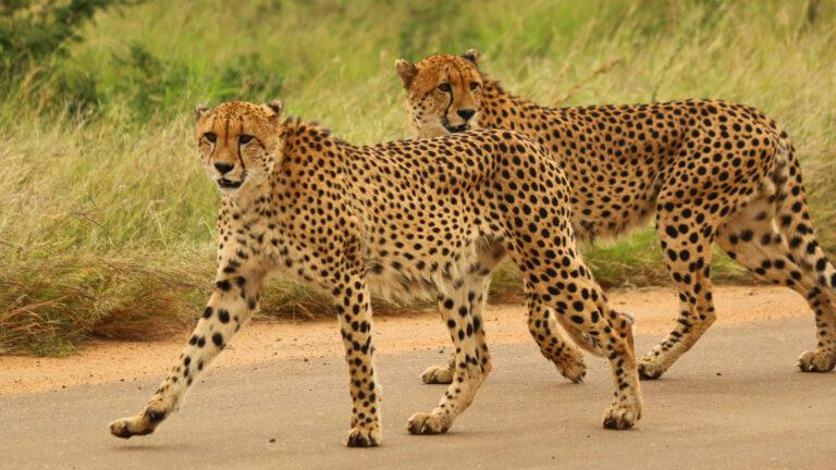 Safari Adventure im Kruger für junge Leute traveljunkies