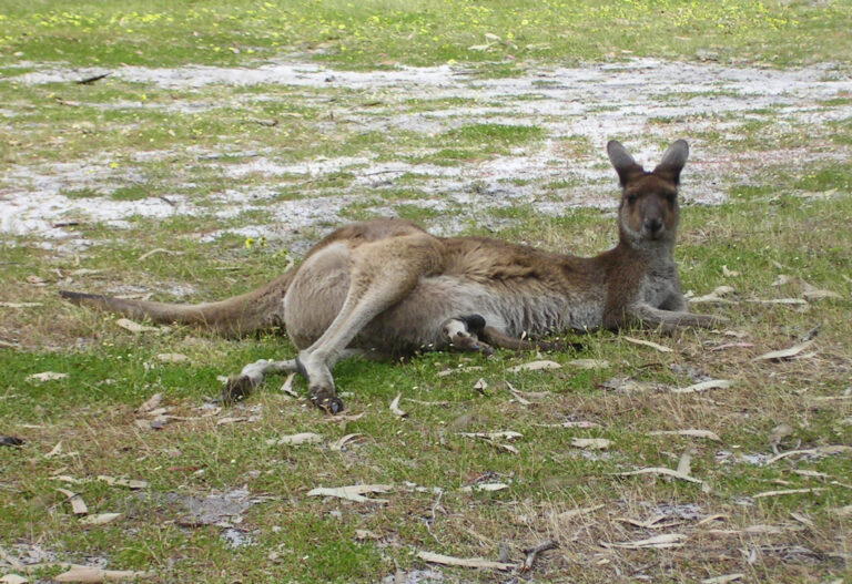 Chillen mit Kängurus