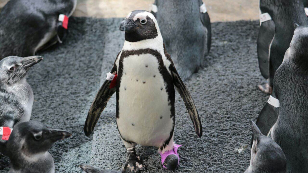 Freiwilligenarbeit: Pinguin-Projekt in Südafrika traveljunkies