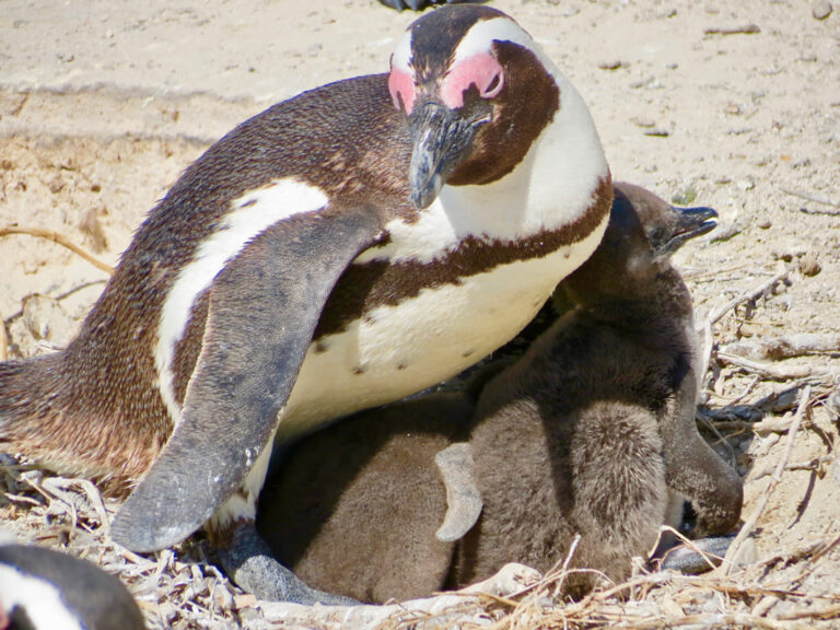 Eine Pinguinmama beschützt ihre Jungen