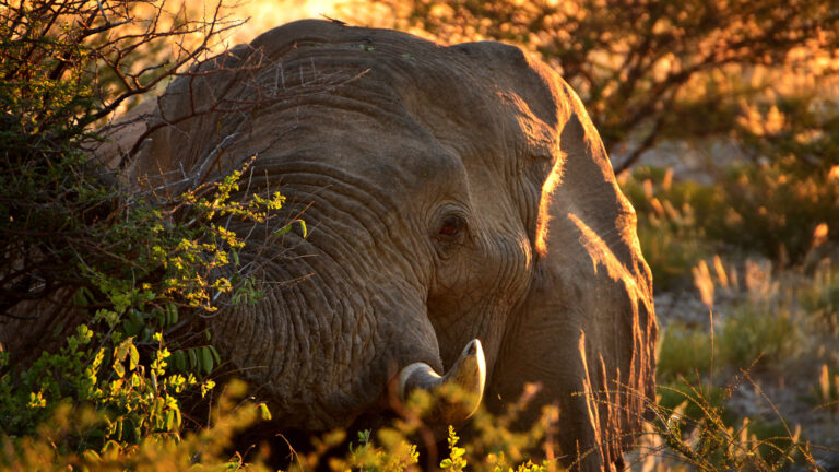 Elefanten-Projekt in Namibia traveljunkies