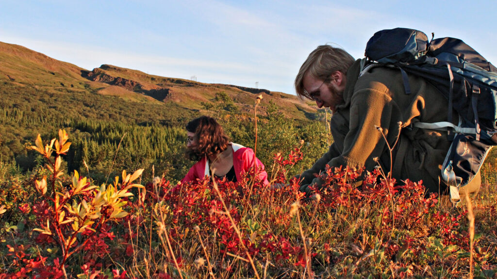 Freiwilligenarbeit: Umweltschutzprojekt in Island traveljunkies