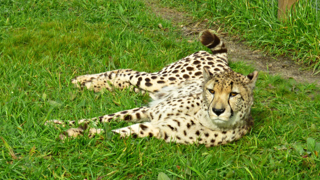 Freiwilligenarbeit für ein Geparden-Gehege in Südafrika traveljunkies