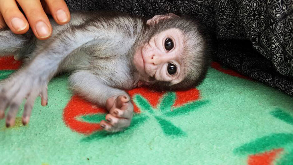 Freiwilligenarbeit im Affenschutz-Projekt in Südafrika traveljunkies