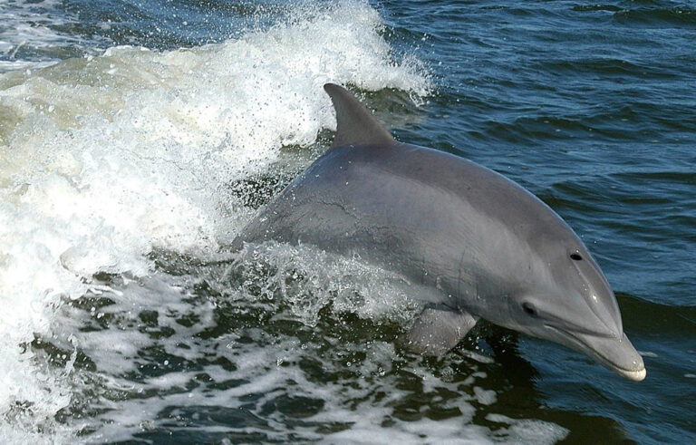 Ein Delfin schwimmt mit den Wellen