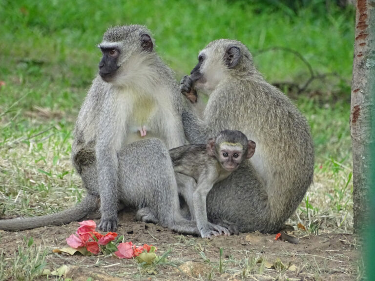 Liebevolle Affenfamilie