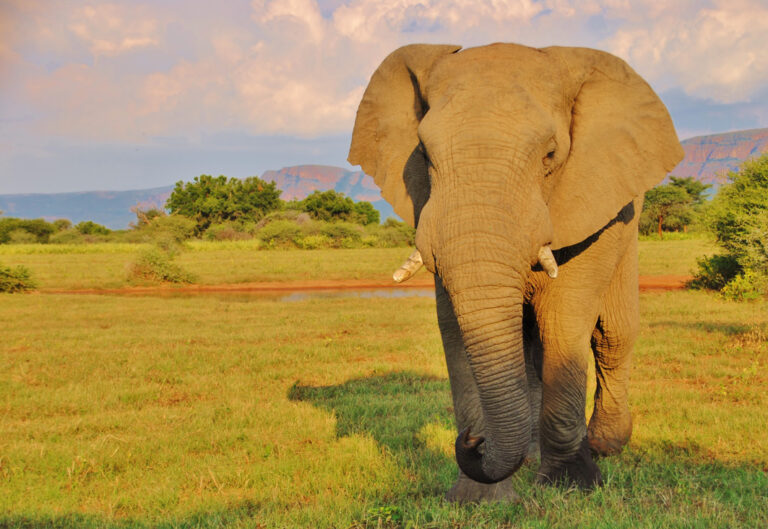 Elefant aus nächster Nähe