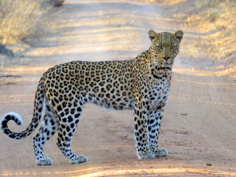 Leopard gesichtet