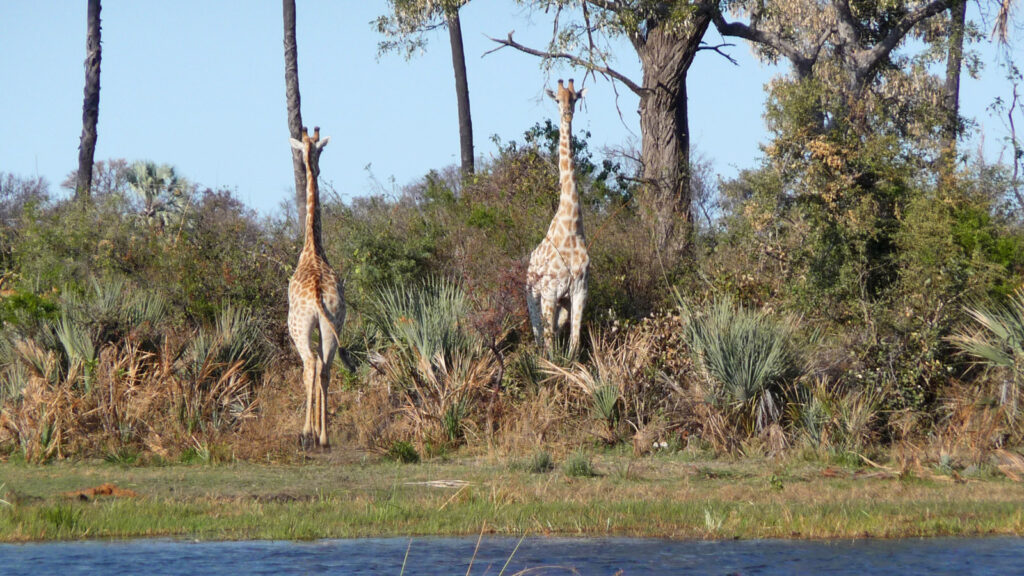 Abenteuerurlaub südliches Afrika für junge Leute traveljunkies
