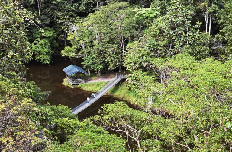 Hängebrücke im Regenwald