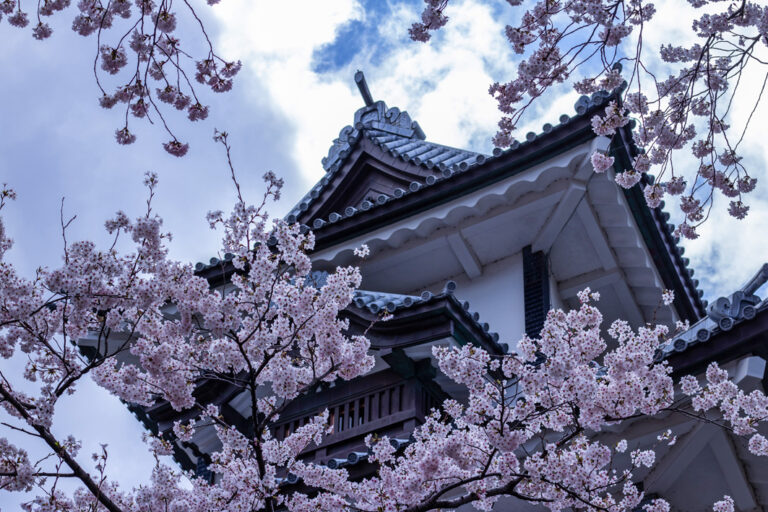 Kirschblüten vor der Kanazawa Burg