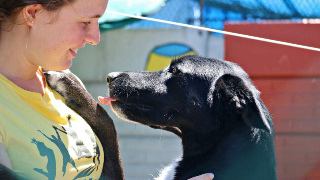 Freiwilligenarbeit in Südafrika – Tierauffangstation in Kapstadt traveljunkies