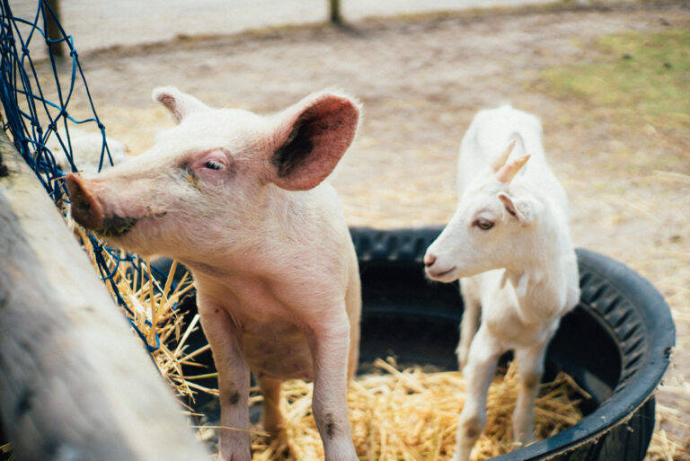 Ferkel und Ziege harmonieren