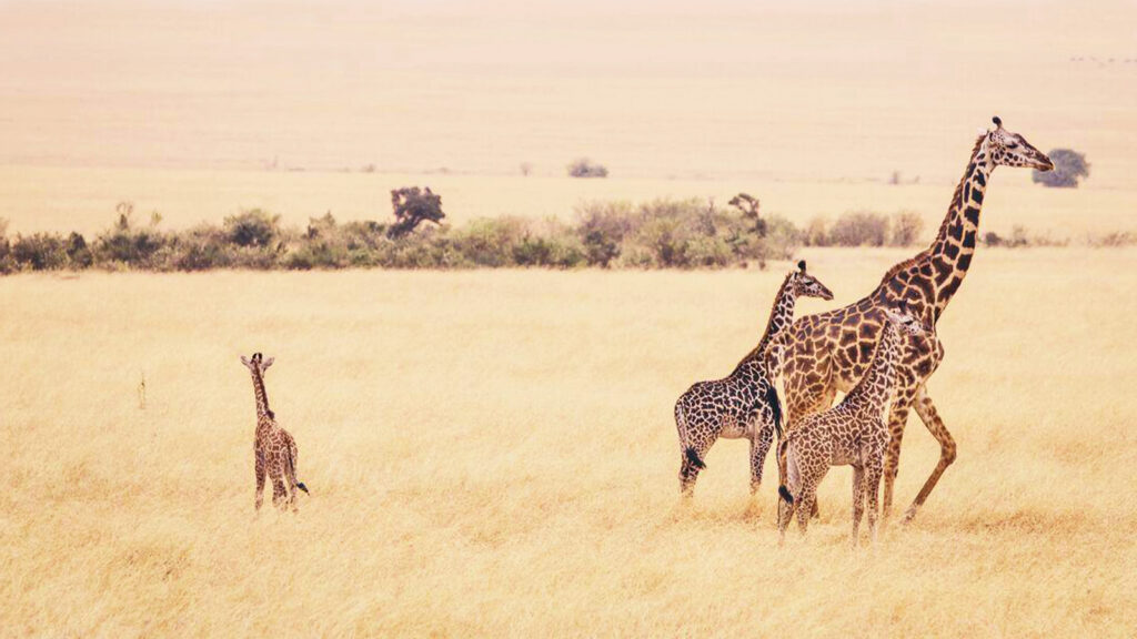 Kenia, Tansania & Sansibar Adventure für junge Leute traveljunkies