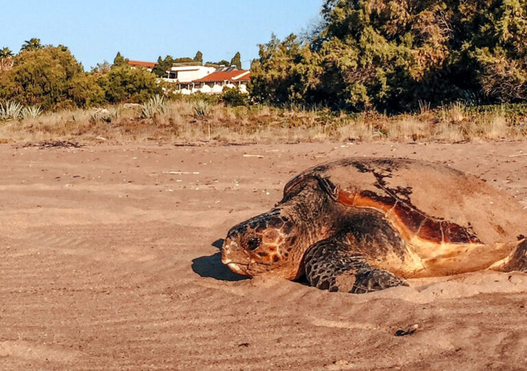 Am Strand beobachten und dokumentieren