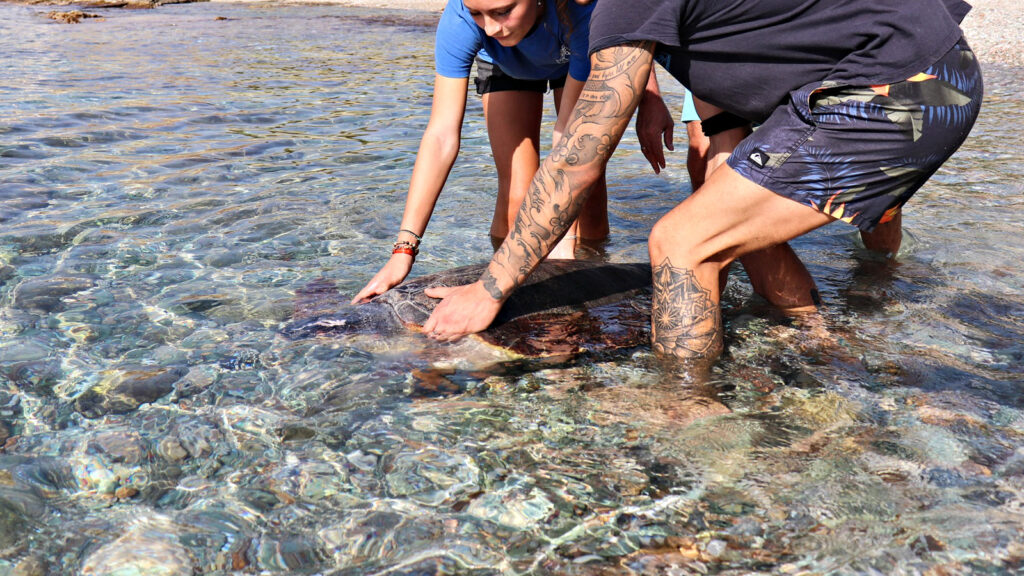 Freiwilligenarbeit: Meeresschildkröten-Projekt auf Kreta traveljunkies