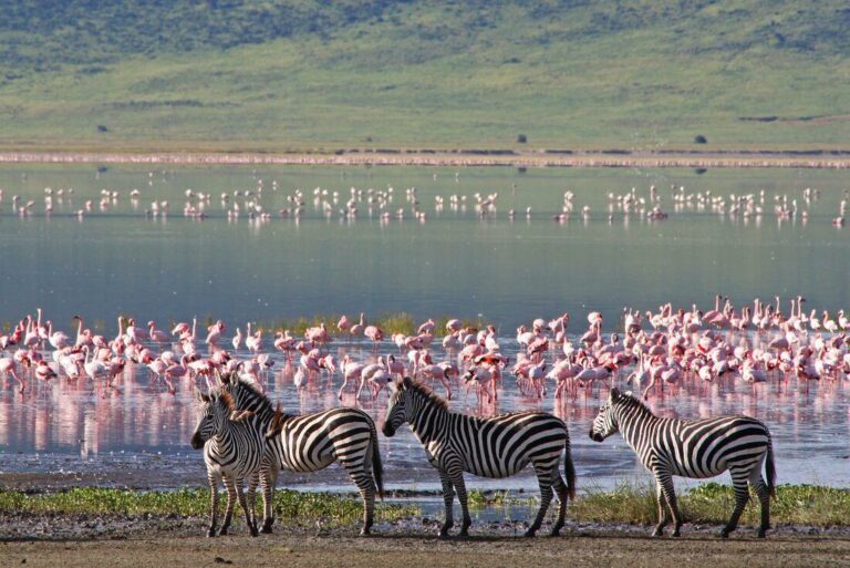 Das Pink der Flamingos sieht man schon von Weitem