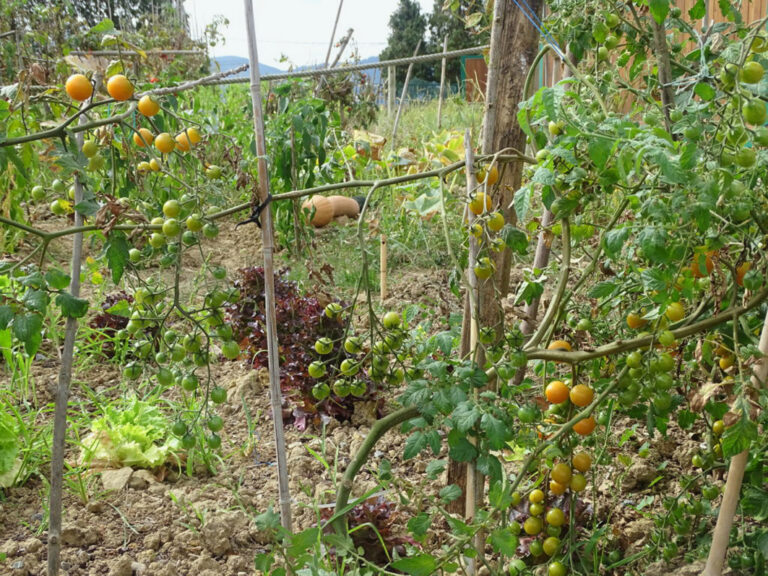 Die Tomaten machen sich auch gut