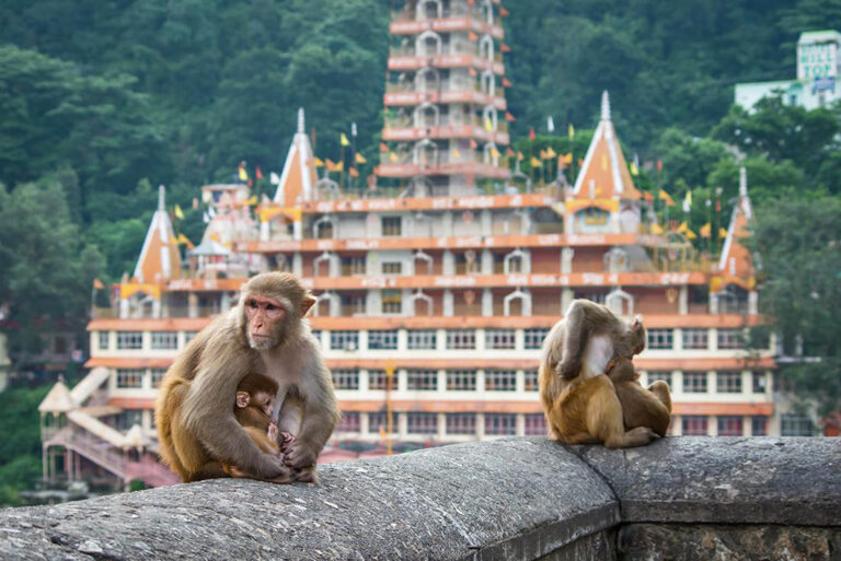 Affen in Rishikesh