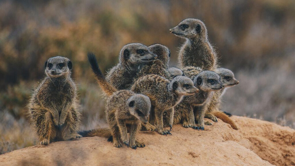 Mit dem Overland Truck entlang der Garden Route traveljunkies