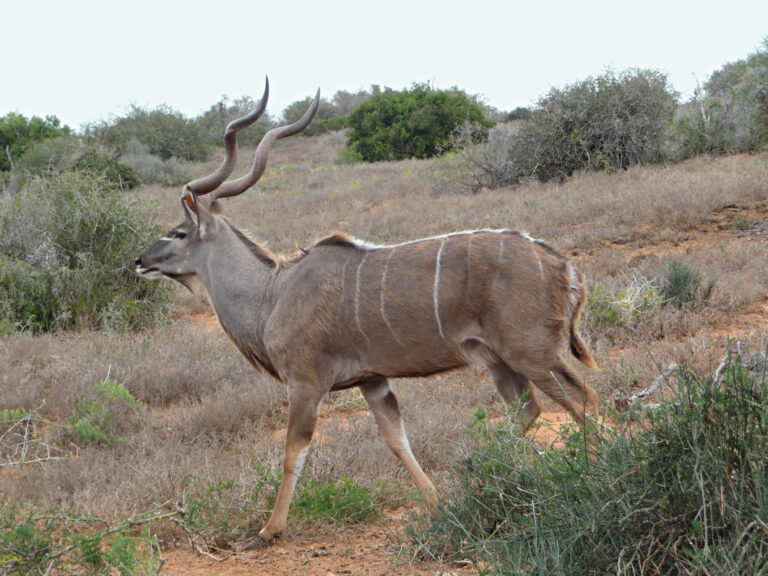 Eindrucksvolle Kudu-Antilope