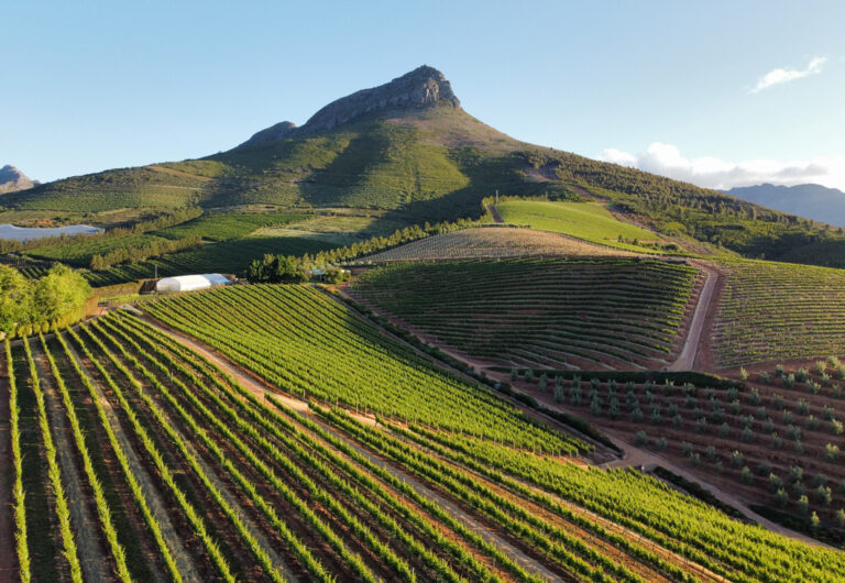 Weinberge in Stellenbosch