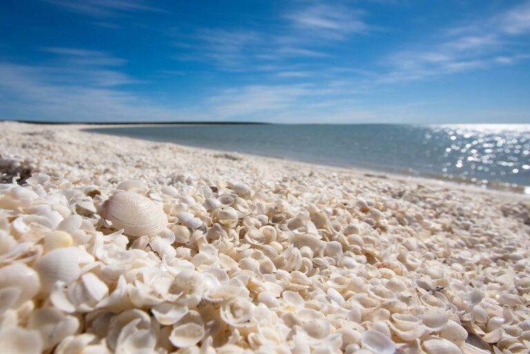 Herzmuscheln statt Sand am Shell Beach