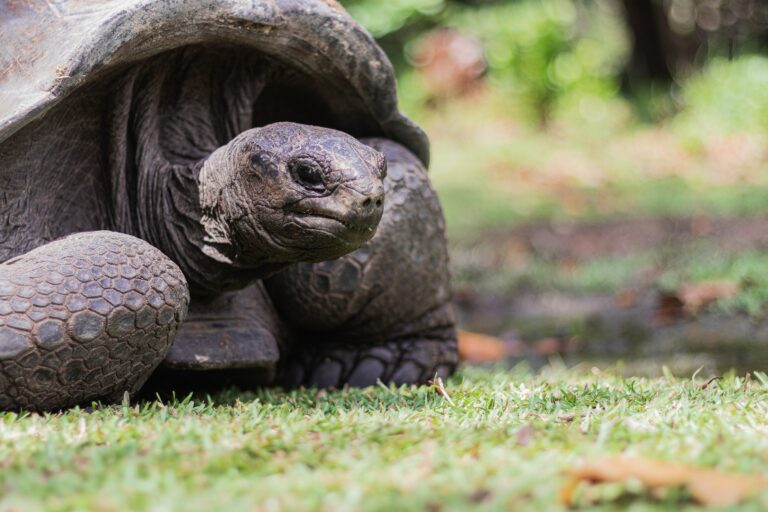 Exotische Tierwelt