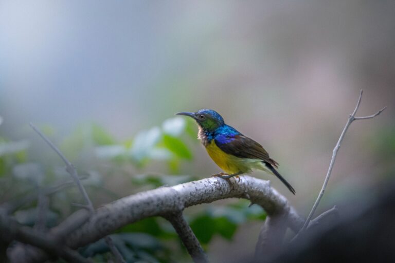 Exotische Vogelwelt