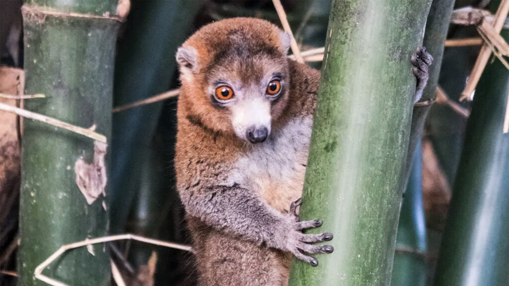 Komoren – Expedition in die Tierwelt traveljunkies