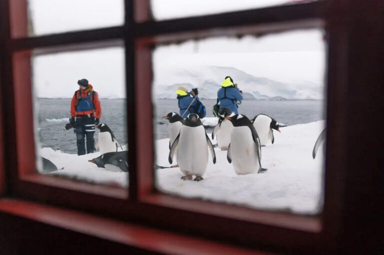 Inmitten der knuffigen Pinguine