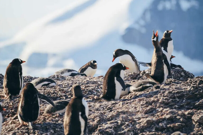 Die Tierwelt der Antarktis ist unglaublich schön