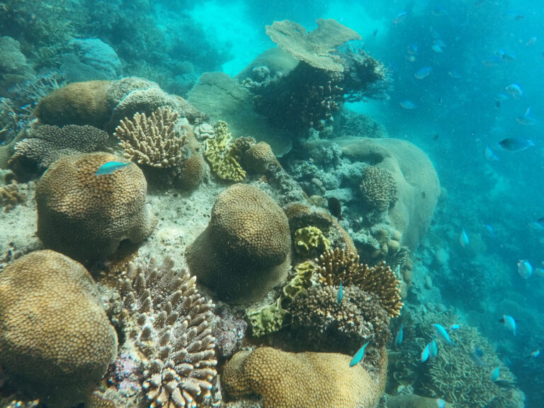 Abtauchen in die Unterwasserwelt