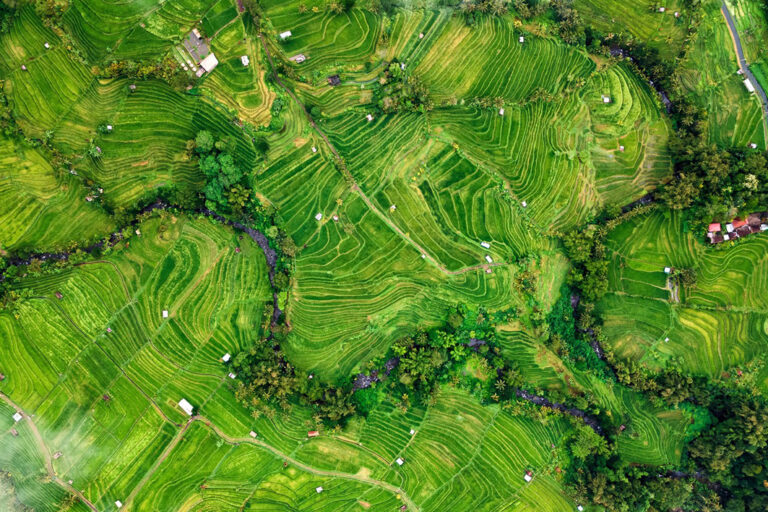 Reisterrassen so weit das Auge reicht