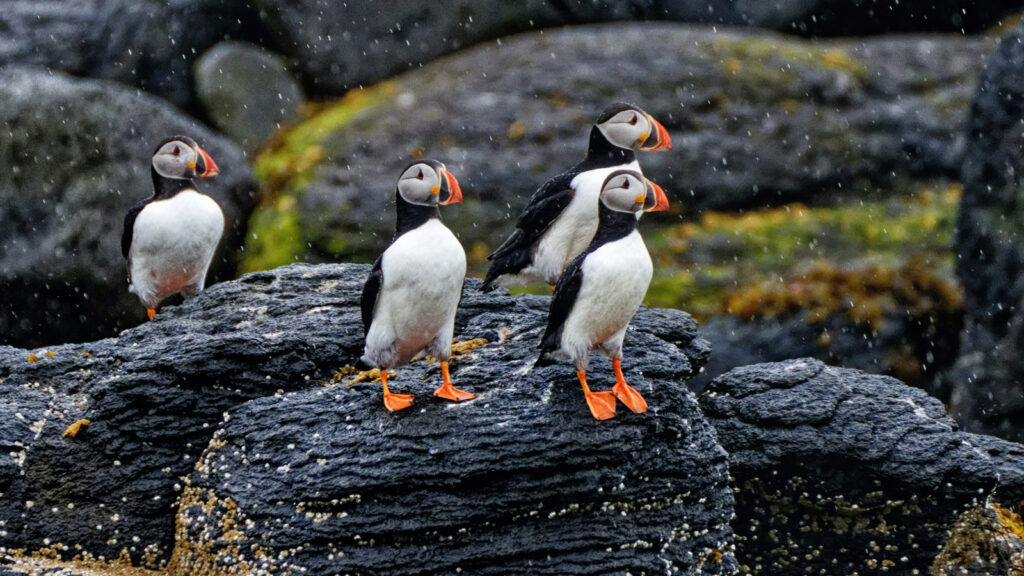 Island Urlaub: Die Highlights der Vulkaninsel mit Snaefellsnes traveljunkies