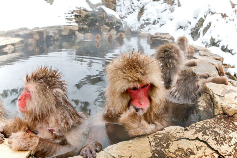 Die Schneeaffen baden in den heißen Quellen