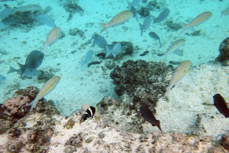 Die Fische unter der Wasseroberfläche beobachten